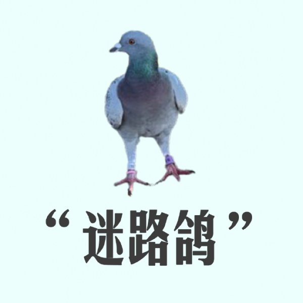 按天十倍配资 8万羽和平鸽怎么找到家？遇到疑似迷路鸽怎么办？一文了解